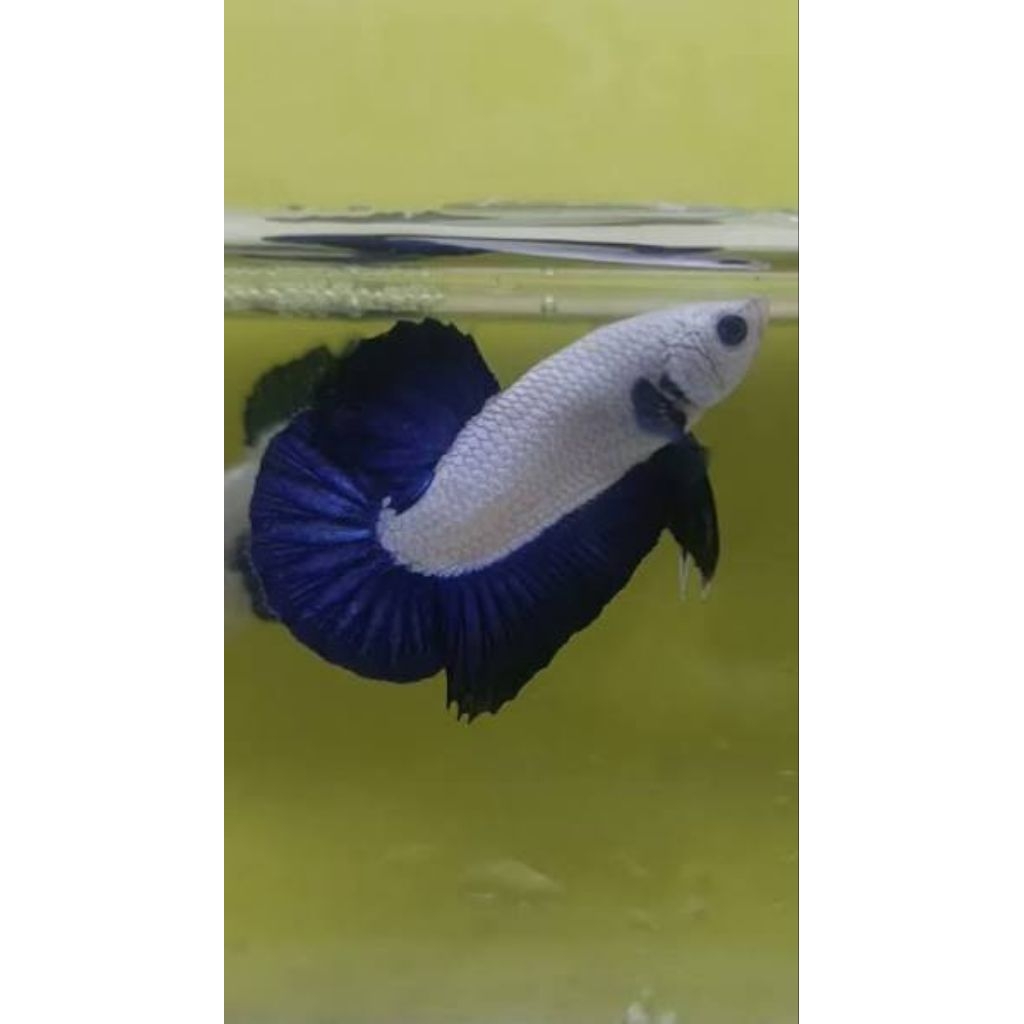 Ikan Cupang Blue Rim Plakat Jantan