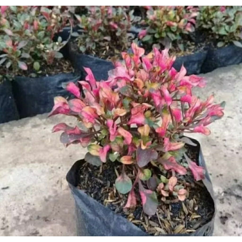 Tanaman bunga krokot merah