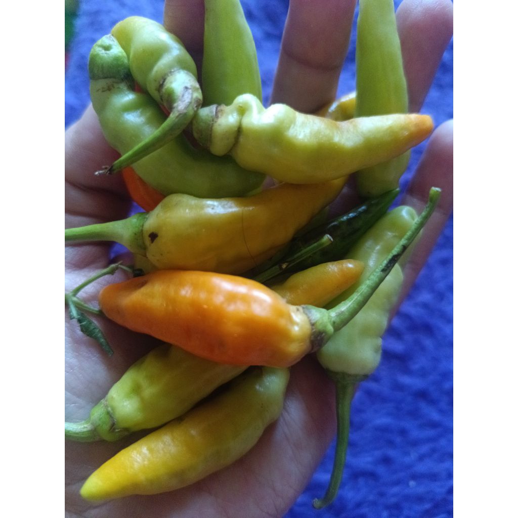 Cabai rawit segar 1kg