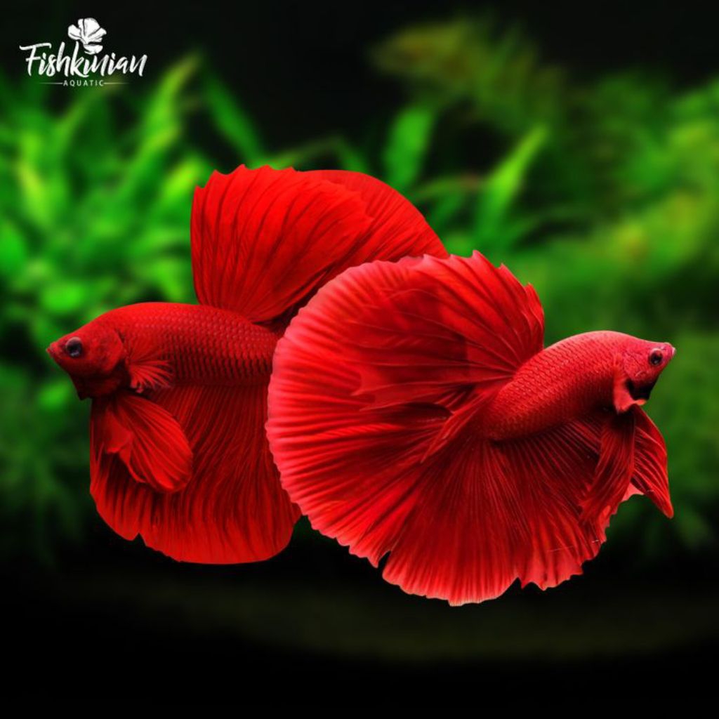 hiasan aquarium cupang HM super Red sz L
