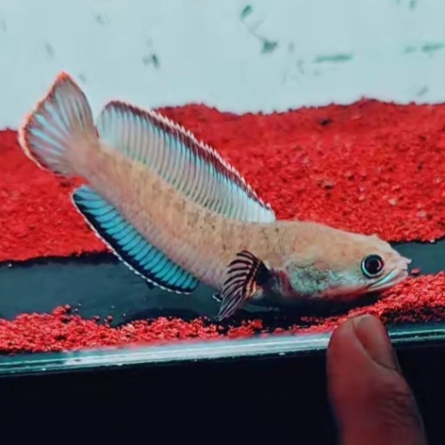 Channa Blue Bengal / Blue Bengal Full Pelet Progres