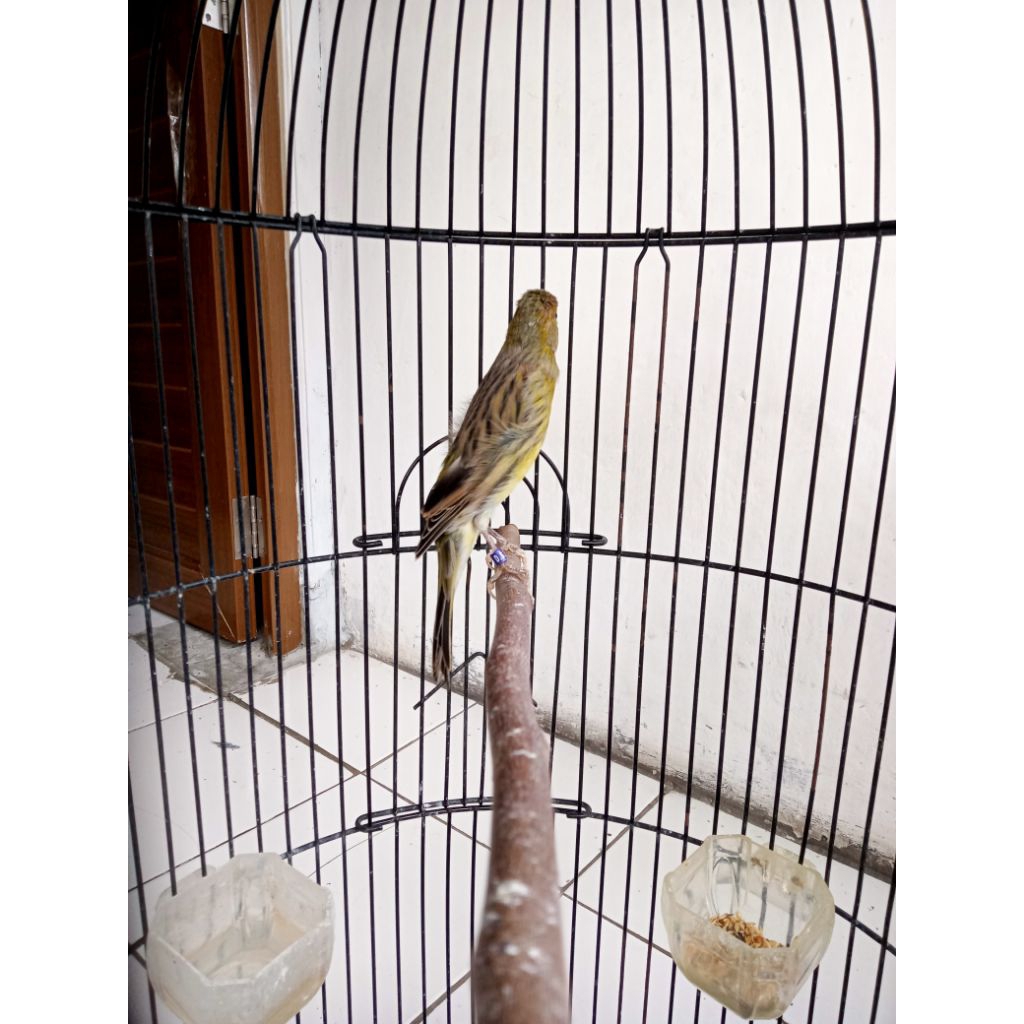 kenari sf lokal gacorr