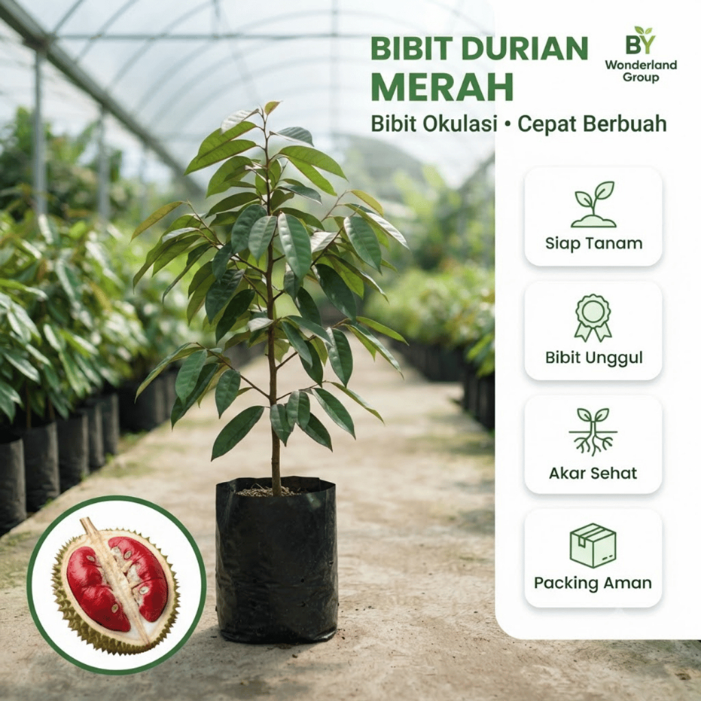 Jual Bibit Durian Merah Kaki 3 Super Cepat Berbuah - Kaki Tiga Kokoh Akar Kuat & Sehat