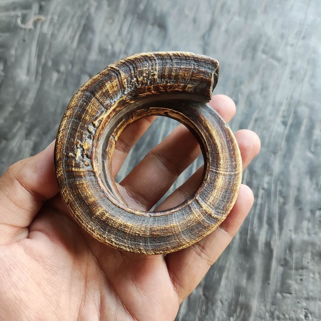 Replika Taring Babi Full Melingkar Model Tua (1 buah)