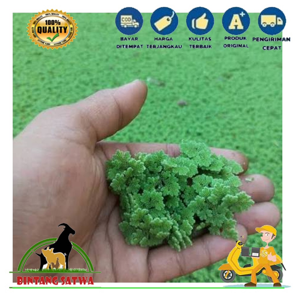 Bibit Azolla Microphylla Segar - Pakan Alternatif Ayam Bebek Ikan Nila Lele Kambing Sapi