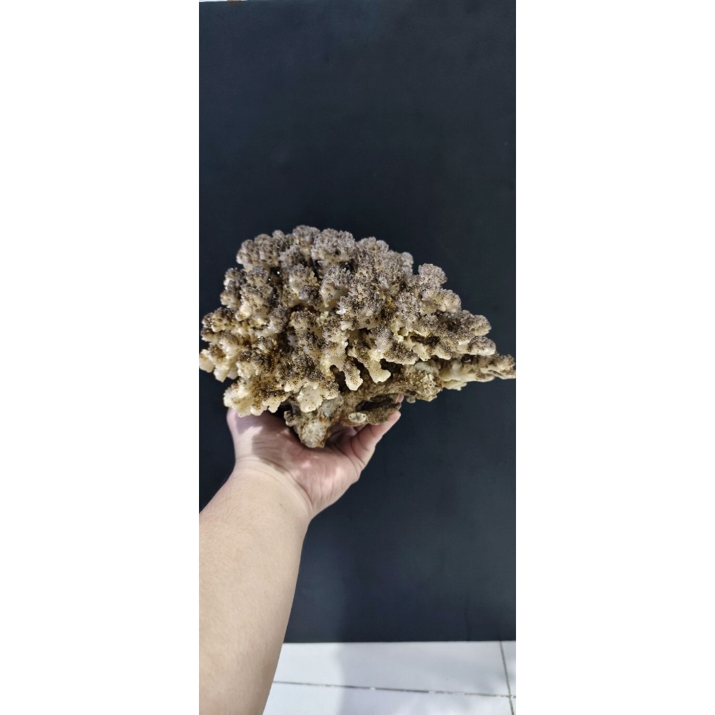 Deadrock Acropora dan Montipora setting scaping air laut