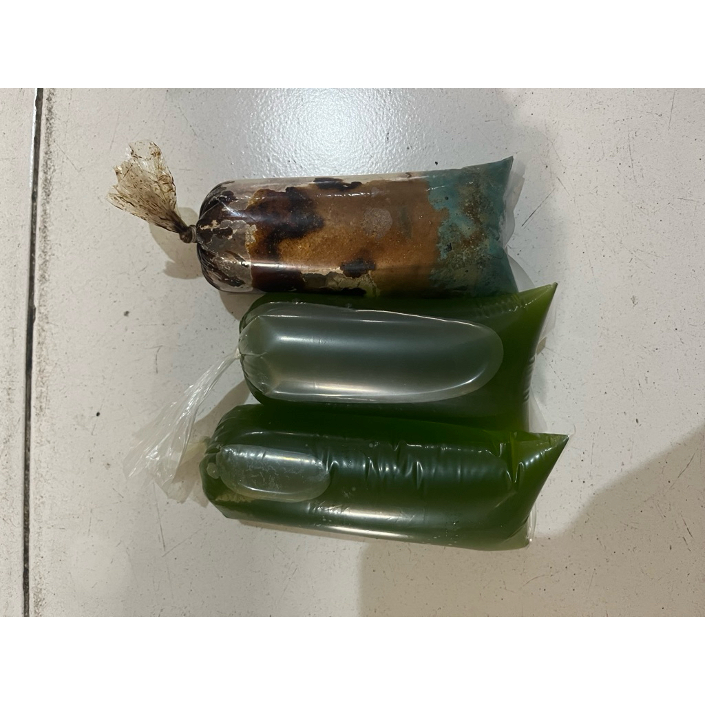 racikan kultur kutu air moina macrochopa