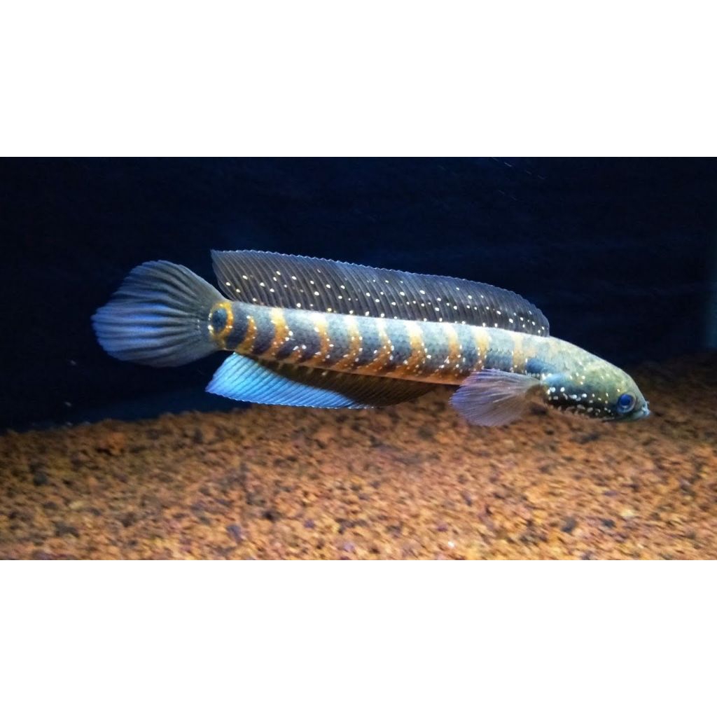 pakan ikan asiatica red spot white spot rsws bergaransi.