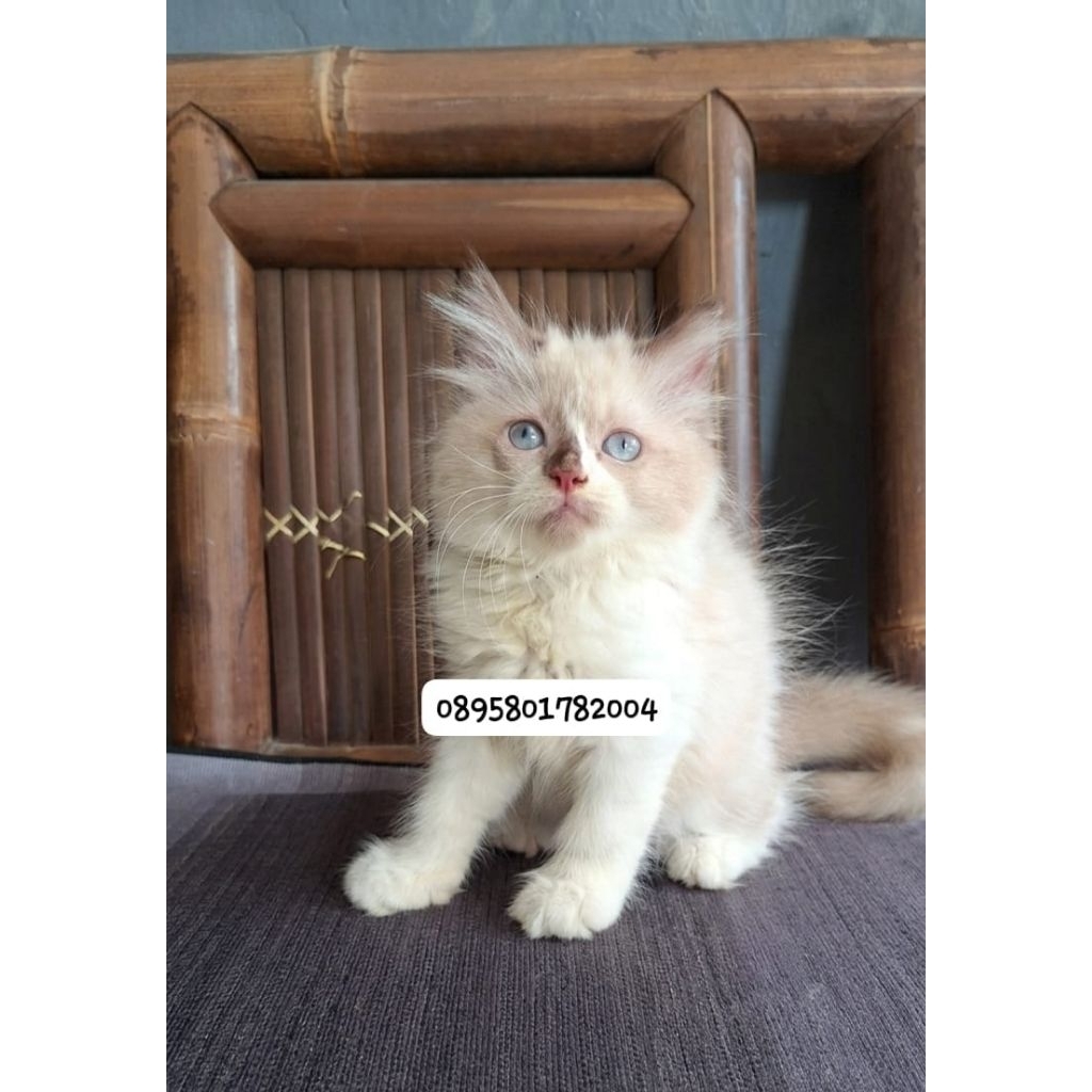 Kitten persia ragdol/kucung persia himalaya/kucing persia putih mata biru