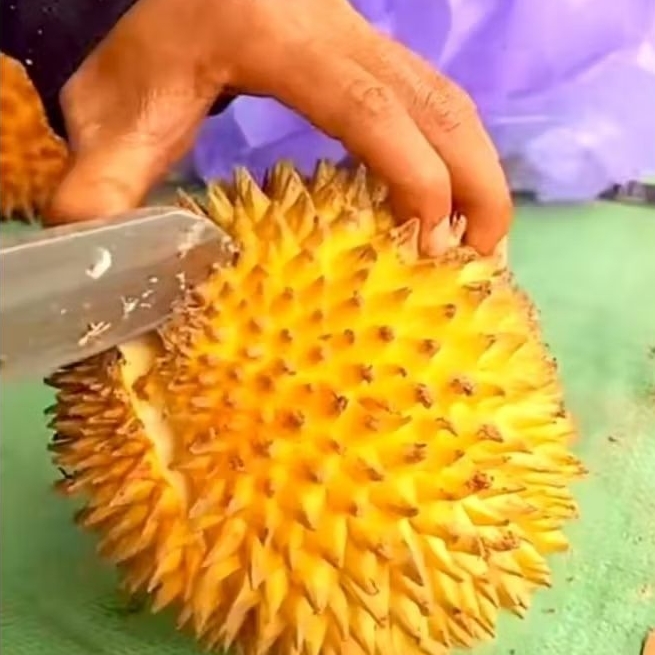 Bibit Buah Papakin/Pampakin/Durian Lay/Buah Lai asli Endemik kalimantan indukan berbuah lebat dan ma