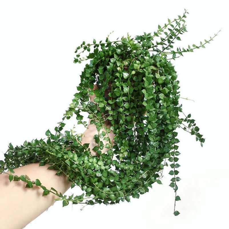Dischidia Ruscifolia Million Hearts | Tanaman Hias Gantung Daun Hati | Dischidia ruscifolia | Tanama