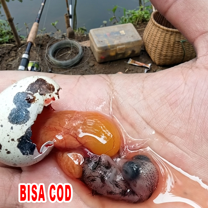 TAPUY UMPAN GACOR GALATAMA LELE HARGA PERBUTIR