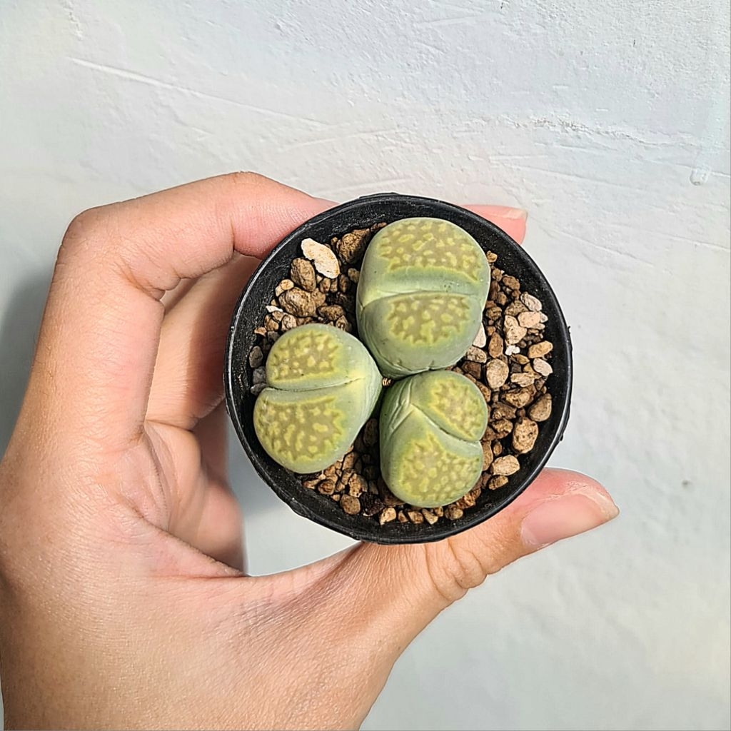 Tanaman Lithops
