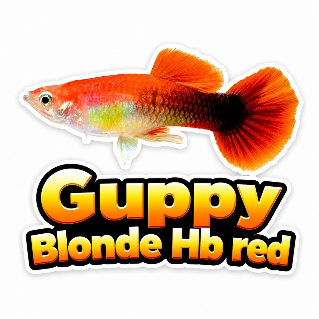 Stiker Guppy Blonde Hb red warna merah kombinasi cantik
