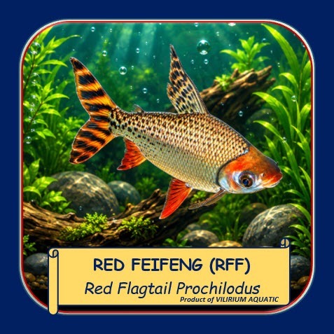 IKAN HIAS RED FEIFENG TANKMATE PREDATOR | RED TAIL FEIFENG | LAMPAM MERAH | AQUARIUM AIR TAWAR (SIZE