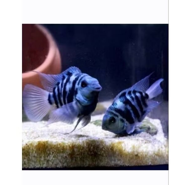 Anakan ikan hias blue polar
