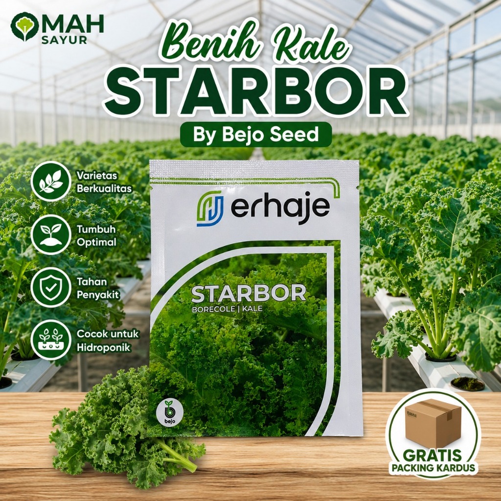 Benih Kale Curly STARBOR Borecole Kale Bejo Seeds 1000