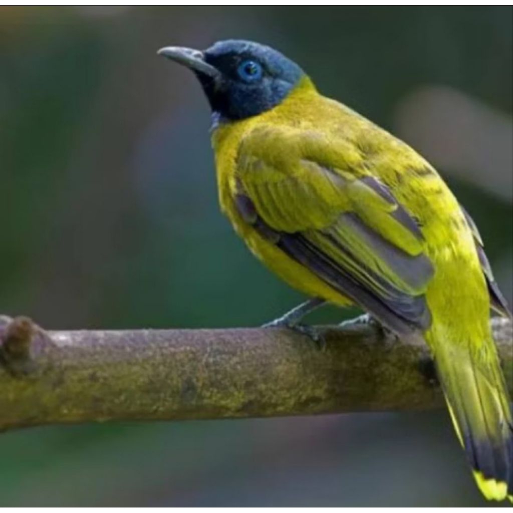 Burung Kutilang Sutra Jantan Mulus Rawatan