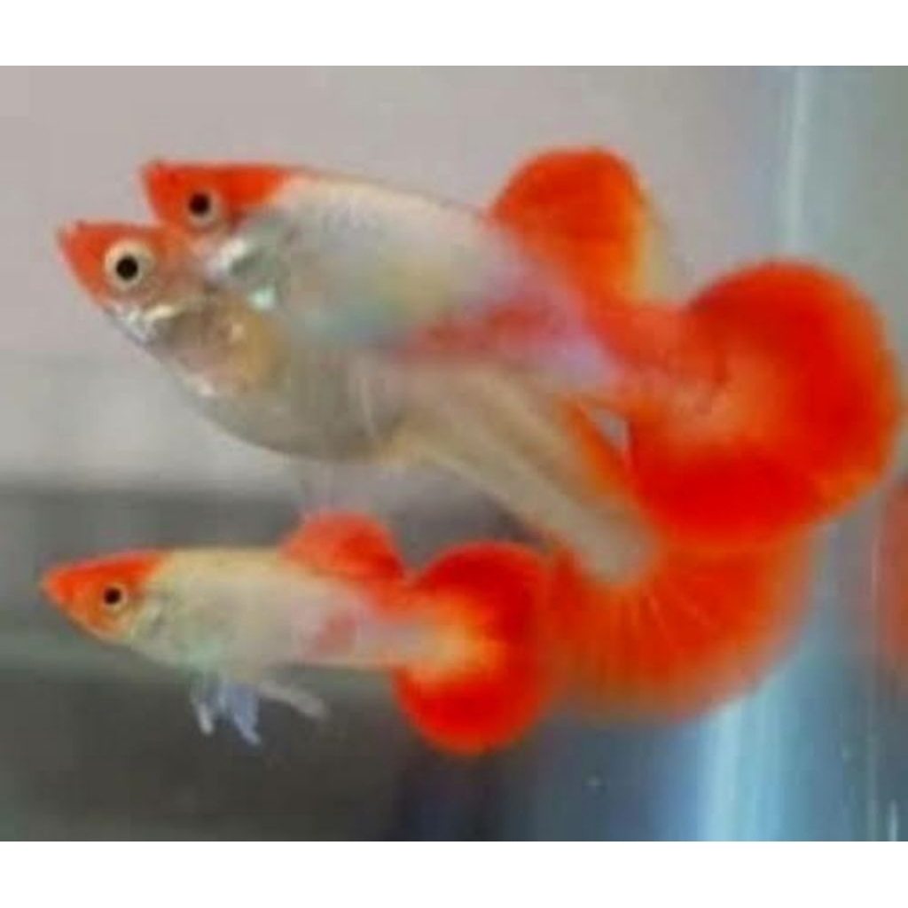 Guppy Red Koi Platinum Jantan Hiasan Aquarium Aquascape Dan Kolam