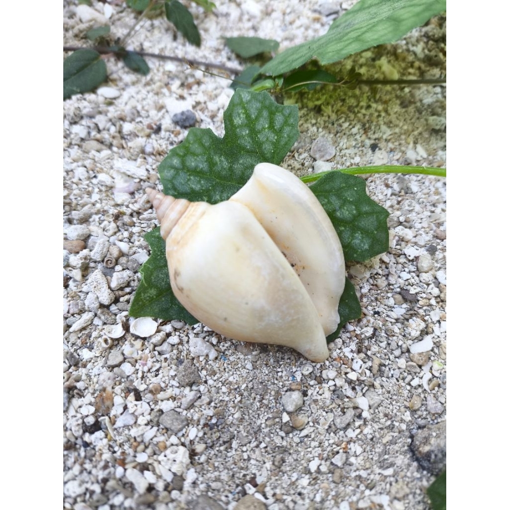 Cangkang Siput Laut Gonggong Warna Natural