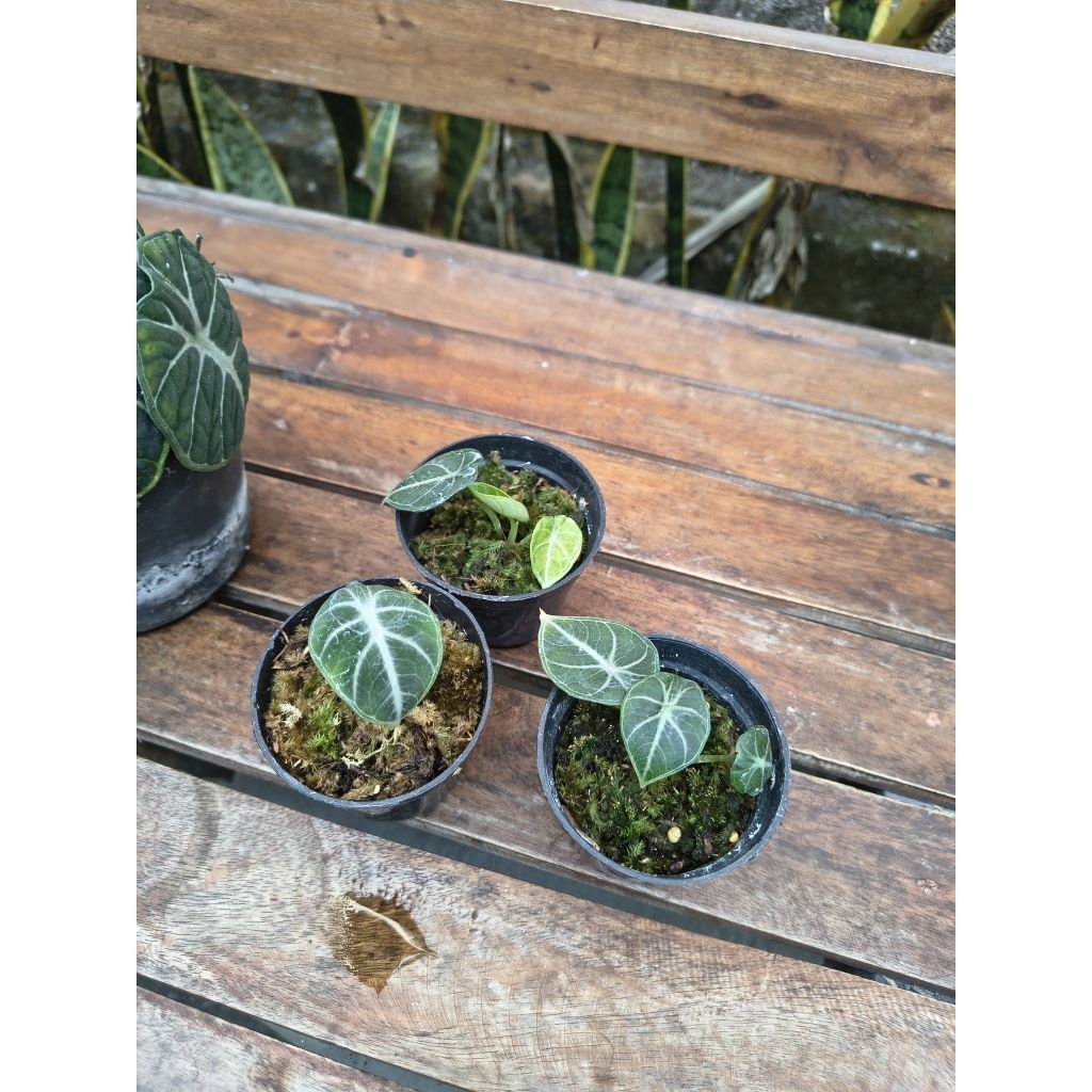 Alocasia Ninja (Ukuran Kecil)