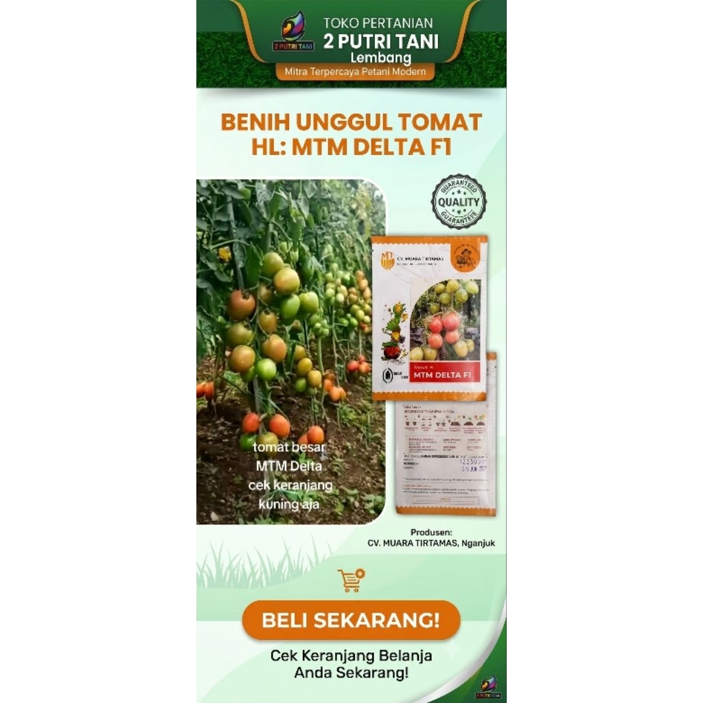 BENIH TOMAT MTM DELTA F1