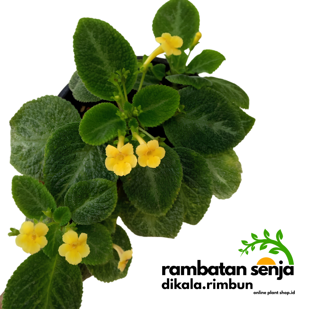 Tanaman Hias Episcia Hijau / Episcia cupreata Hijau