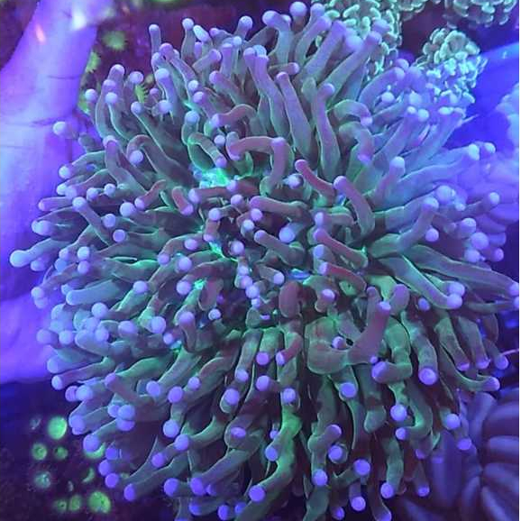Trumbu Terumbu Air Laut Anemon Piring
