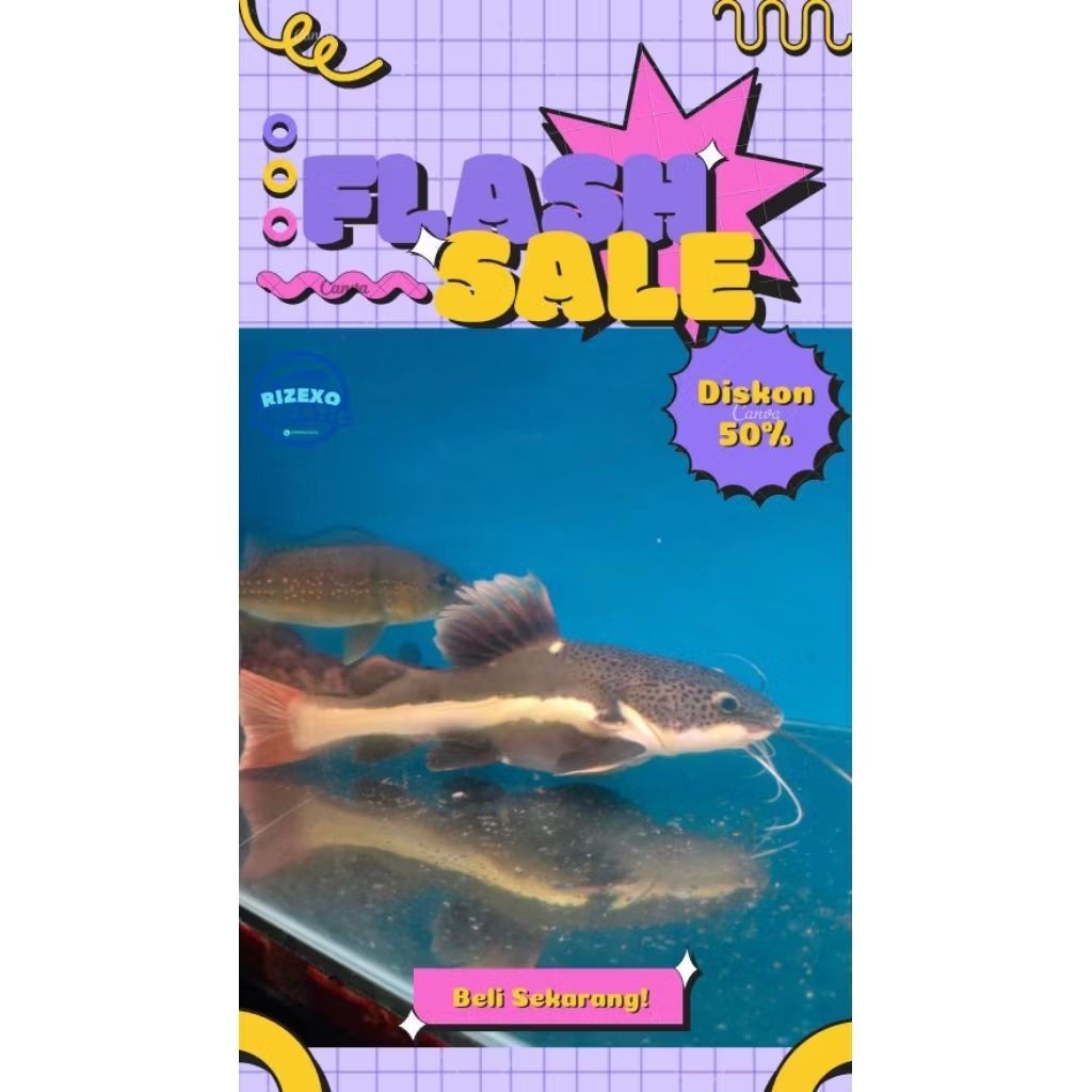 Red Tail Cat Fish RTC 28-30 CM Jumbo #PromoSpecial
