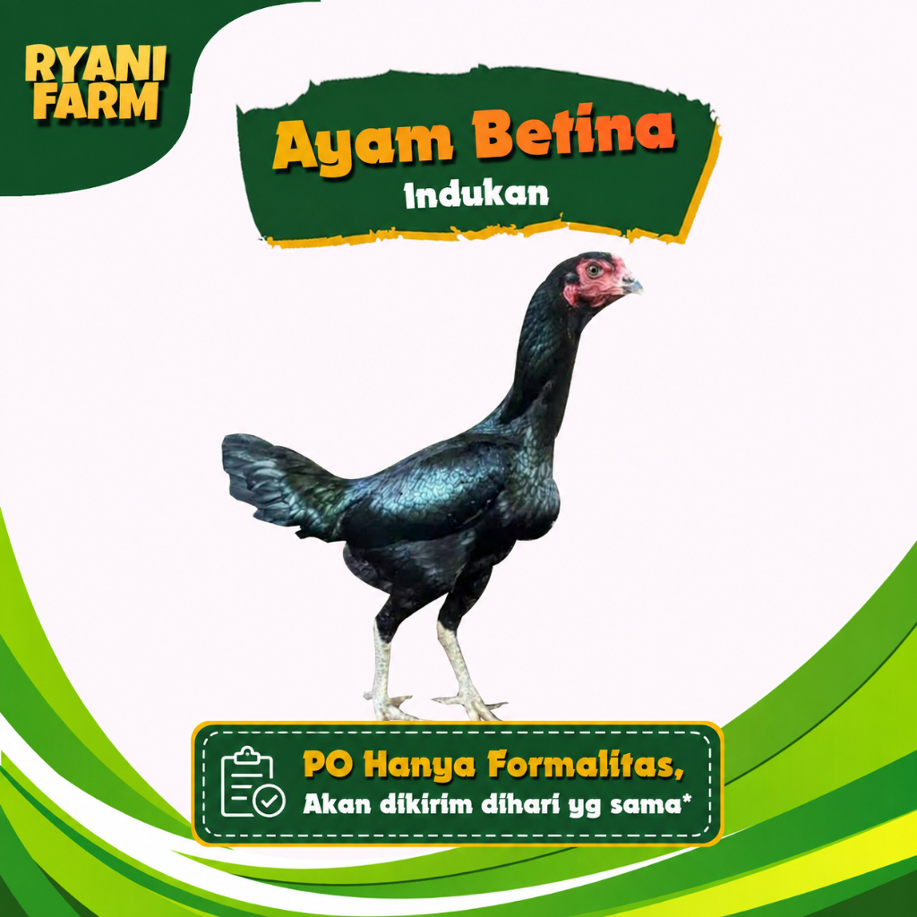 Ryani Farm Ayam Kampung Betina Hidup Size Indukan Untuk Ternak