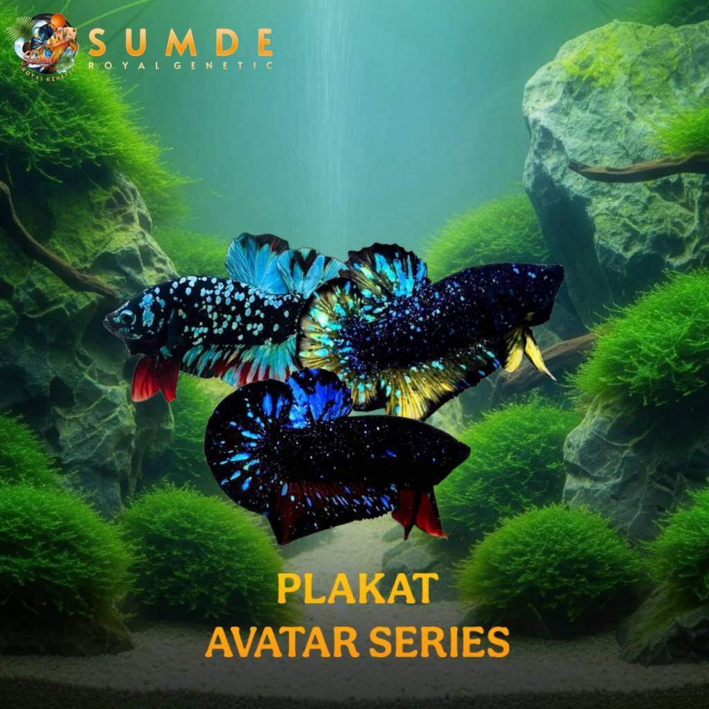 HIASAN/CUPANG/PLAKAT/AVATAR SERIES/NEBULA/RINTIK/HIASAN/AQUARIUM/KUALITAS/PREMIUM/