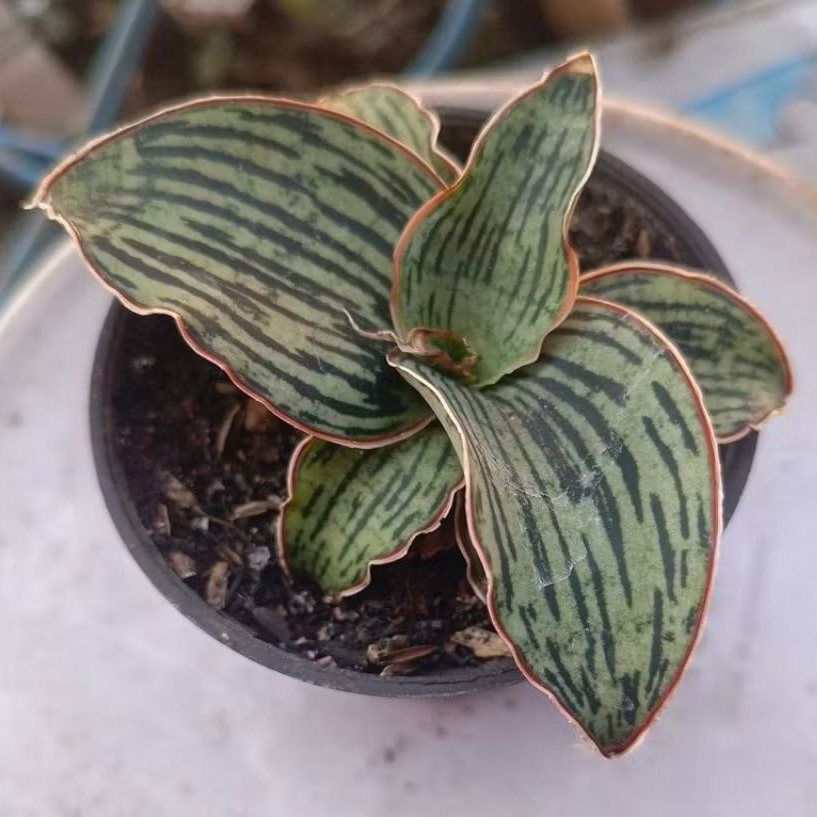 sansevieria cleopatra