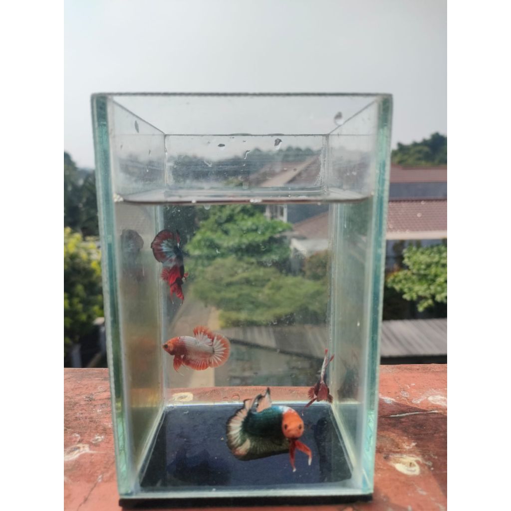 betta fish