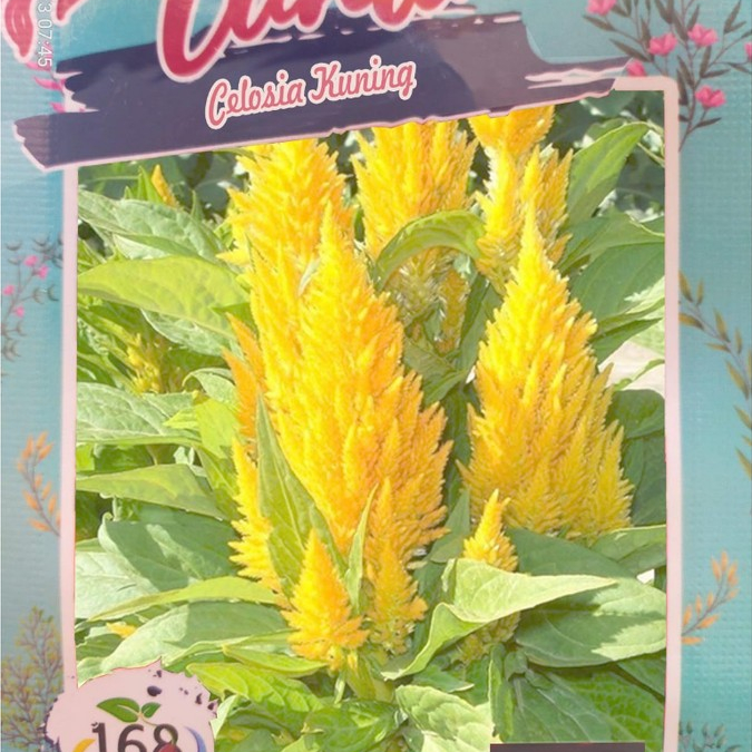 Biji Bunga Celosia Kuning (Isi 10 biji)