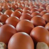 TELOR | TELUR | TELOR AYAM 1KG | TELOR AYAM FRESH