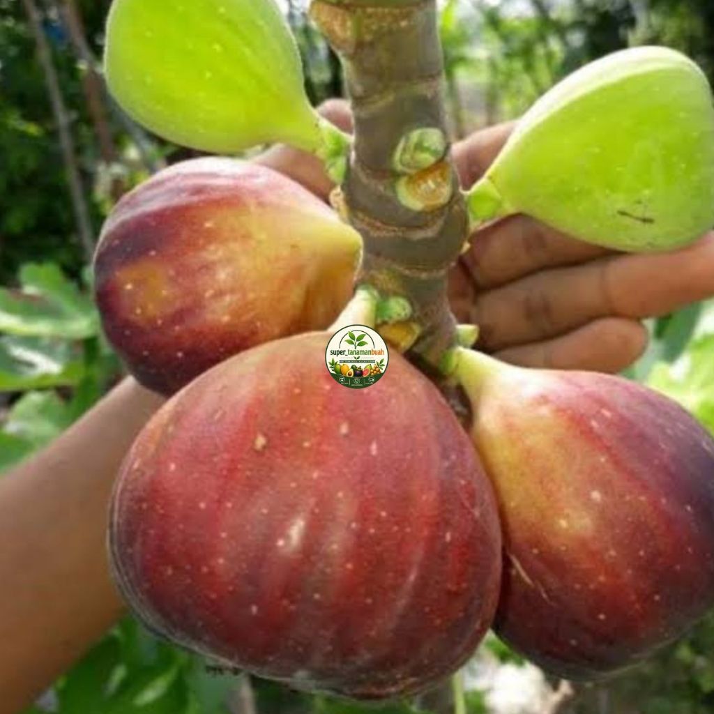 Bibit Buah Tin Merah Sudah Berbuah Spesial