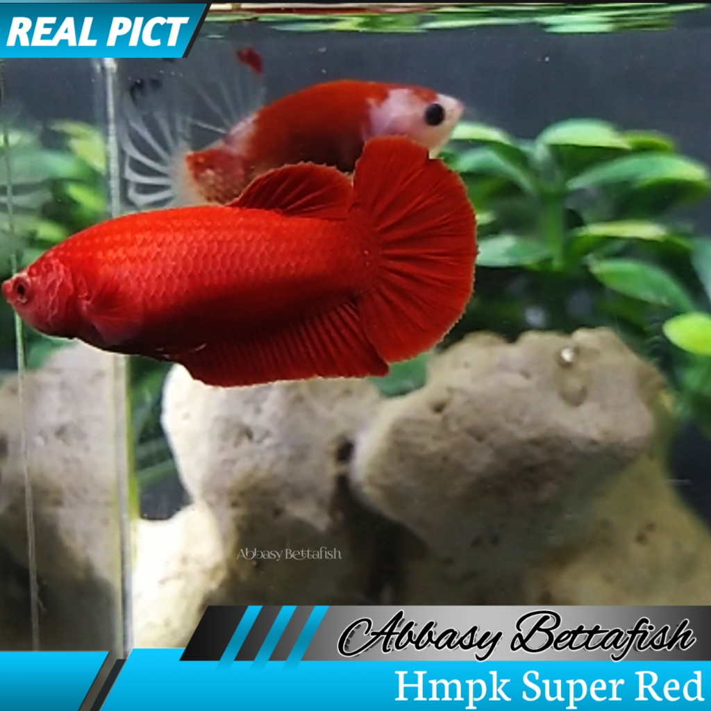 Hmpk Super Red Betina Female Real Picture