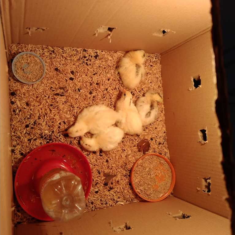 Anak ayam/ Doc elba/golden permud/arab usia 1 bulan