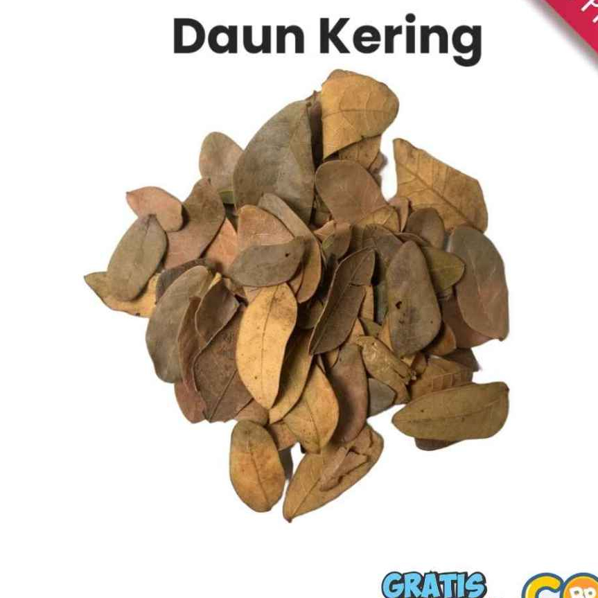 Daun Kering - Bioactive Terrarium / Vivarium Hias
