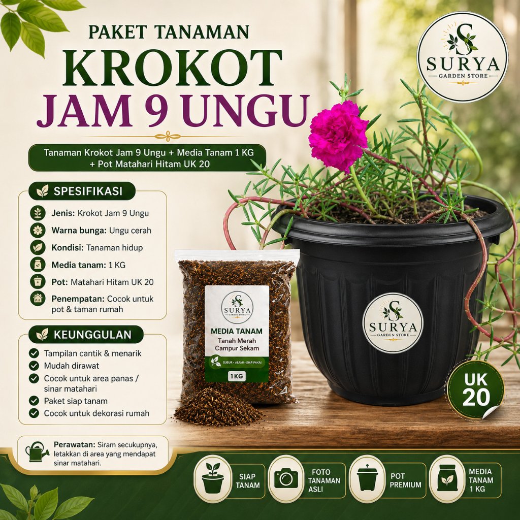 KROKOT BUNGA LOKAL WARNA WARNI PER POLIBAG DAN SUDAH BERAKAR / BUNGA KROKOT JAM 9 MALAM