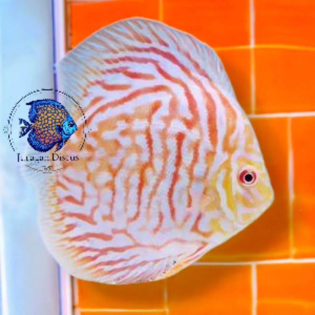 Discus White Tiger