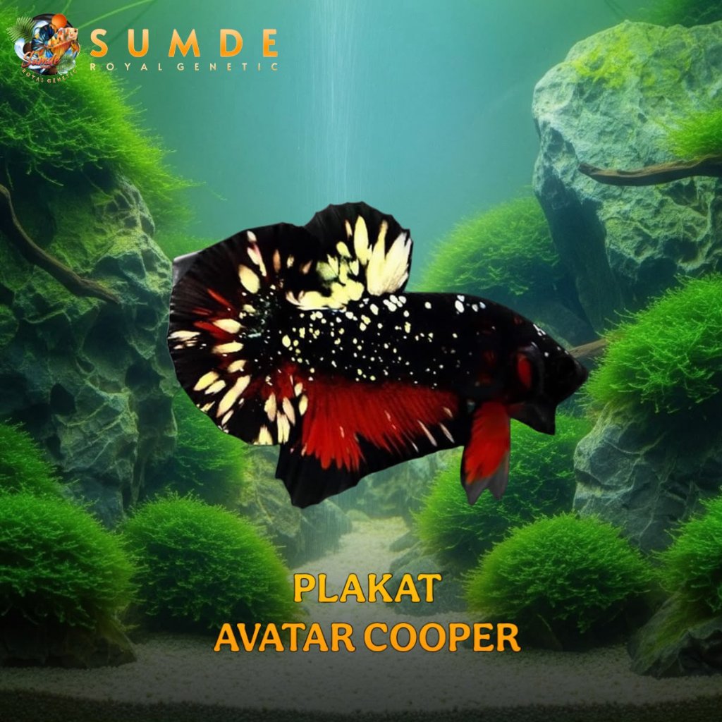 HIASAN/CUPANG/PLAKAT/AVATAR/COOPER/GRADE A/HIASAN/AQUARIUM/KUALITAS/PREMIUM/