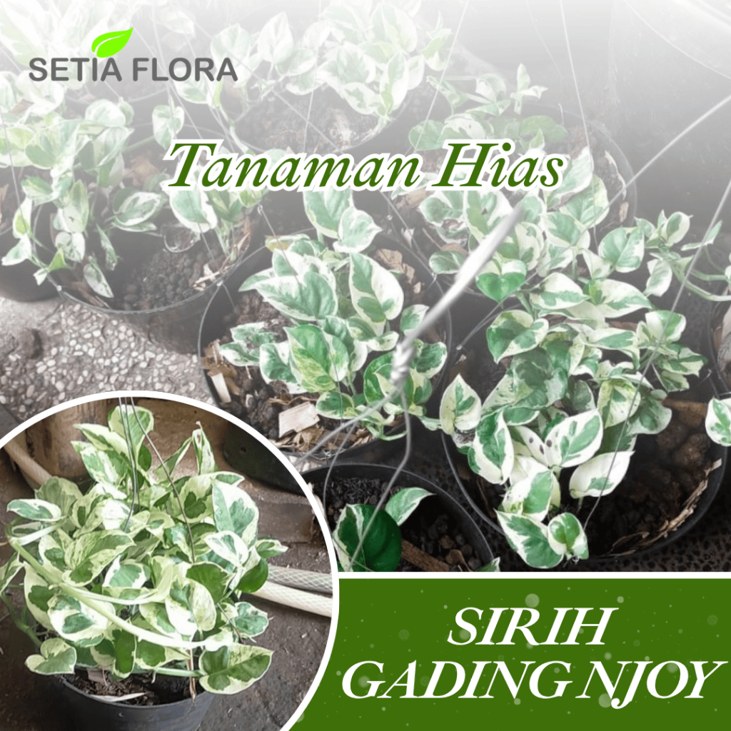 Tanaman Gantung Sirih Njoy/Philodendrum Njoy/Epipremnum Aureum Njoy