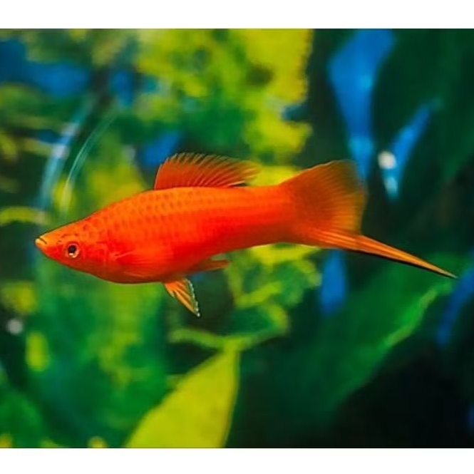 Platy Mas Pedang Dekorasi Akuarium