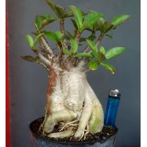 Adenium Arabicum - Godji - Thaisoco unik