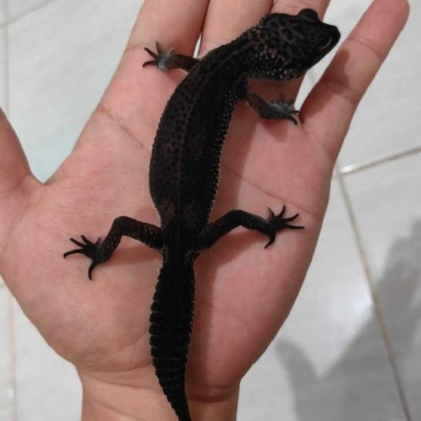 Blacknight EX SOLID Gecko | BN| Black night