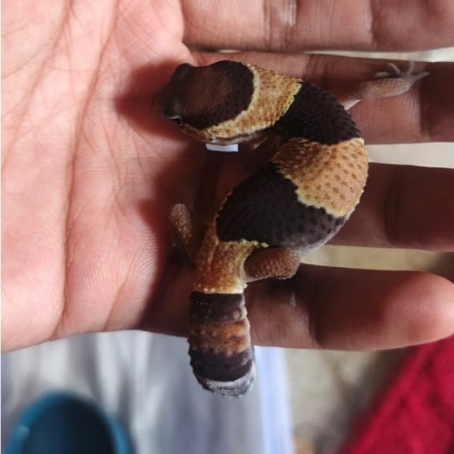 PROMO Mainan AFT Gecko free calcium