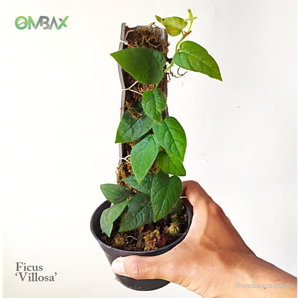 Ficus 'Villosa' - Tanaman Terrarium / vivarium / Rambat