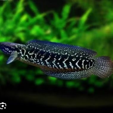 Ikan Asiatica Gondrong WS 7-8cm - Lincah, Sehat, Siap untuk Aquarium