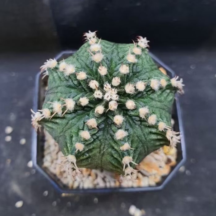 Kaktus Gymno T Series Fuku Rata (Gymnocalycium mihanovichii)